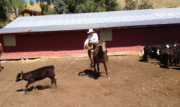 Ed Roping a small horse